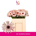 Gerbera KV Queeni Imani*20