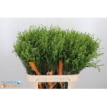Lepidium Litterhein Gwelo Green 80cm