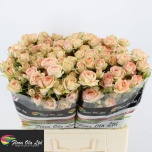 Kobarroos 60cm Azore