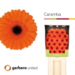 Gerbera MINI Diamond Caramba*25