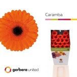 Gerbera MINI Caramba*20