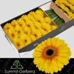 Gerbera GR Apollo*25