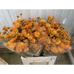 Chrysanthemum Krüsanteem SANTINI Rossi Orange*25