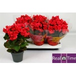 Begonia Begoonia elatior dubbelbloemig serena 14cm