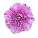 Dianthus Nelk ST Yukari Scuro*20