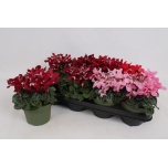 Cyclamen pers Alpikann small flowers super serie djix 13cm