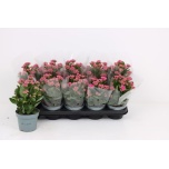 Kalanchoe Kalanhoe Lena 12cm