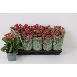Kalanchoe Kalanhoe Lena 12cm