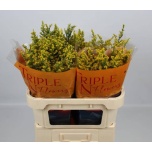 Solidago Sunny Glory 70cm