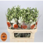 Eustoma Preeriakell Croma Silk White