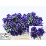 Anemone Ülane Fullstar Blue 40cm