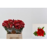Anemone Ülane fullstar glory red 40cm