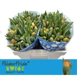 Tulp do Lorenzo