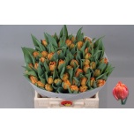 Tulp do Lorenzo