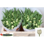 Tulp do Piste