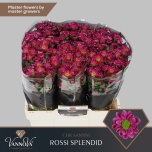 Chrysanthemum Krüsanteem SANTINI Rossi Splendid*25