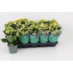 Kalanchoe Kalanhoe lindsayq3 12cm
