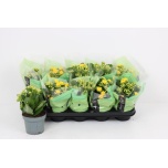 Kalanchoe Kalanhoe lindsayq3 12cm