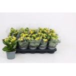 Kalanchoe Kalanhoe lindsayq3 12cm