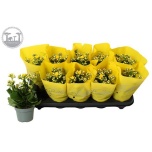 Kalanchoe Kalanhoe lindsayq3 10,5cm