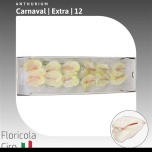 Anthurium Flamingolill Carnaval