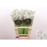 Gypsophila Kipslill Million Daisy*10