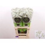 Gypsophila Kipslill Million Daisy*10