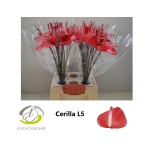 Anthurium Flamingolill Lucifer/Cerilla