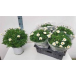 Argyranthemum Hõbekakar frut Stella 19cm