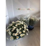 Argyranthemum Hõbekakar frut Stella 19cm