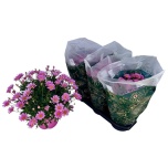 Argyranthemum Hõbekakar frut Daria 19cm