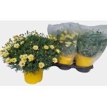 Argyranthemum frut giada 19cm
