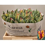 Tulp pa Rasta Parrot