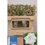 Delphinium Kukekannus Delphi Diamant 70cm
