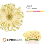Gerbera KV Pasta Carbonara*10