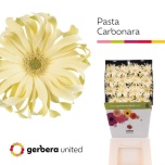 Gerbera KV Pasta Carbonara*15