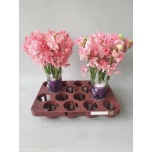 Lathyrus Lillhernes Wedding Pink 35cm