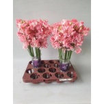 Lathyrus Lillhernes Wedding Pink 40-50cm