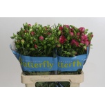 Ranunculus Tulikas Butterfly Lycia 60cm