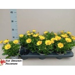 Osteospermum Kuldkakar flow pure yellow 10,5cm