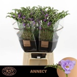 Freesia Annecy