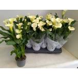 Zantedeschia Kalla Captain Fresco 10,5cm