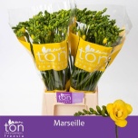 Freesia Marseille