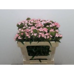 Dianthus Nelk BR Barbienne Pink 50cm
