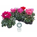 Cyclamen pers Alpikann midi super serie allure 12cm