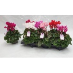 Cyclamen Alpikann pers midi super serie macro 12cm