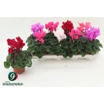 Cyclamen pers Alpikann midi super series macro 10.5cm