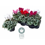 Cyclamen persicum midi super serie rembrandt 12cm