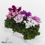 Cyclamen pers Alpikann midi super serie merengue 10,5cm