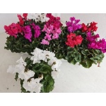 Cyclamen pers Alpikann midi super serie merengue 10,5cm